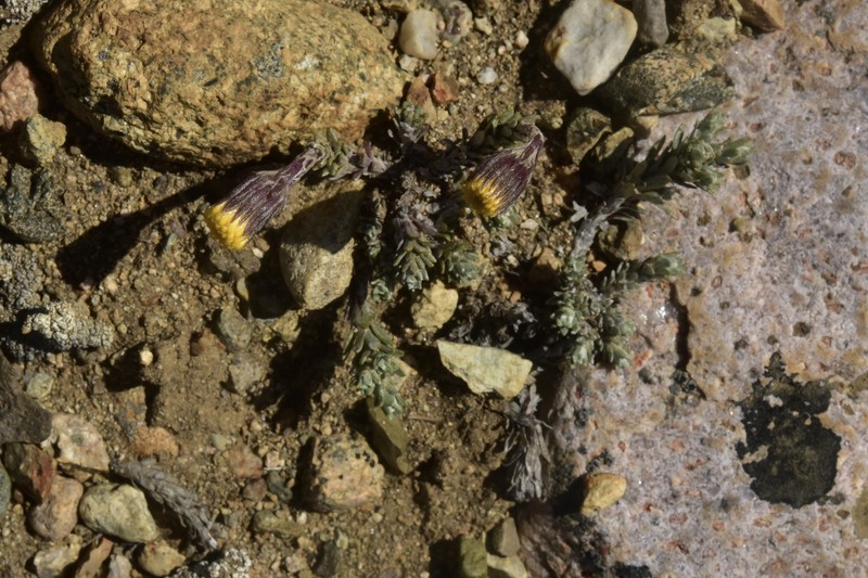 Senecio skottsbergii var. skottsbergii photo 2