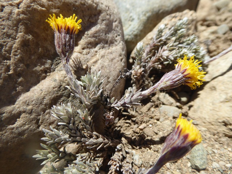 Senecio skottsbergii var. skottsbergii photo 3