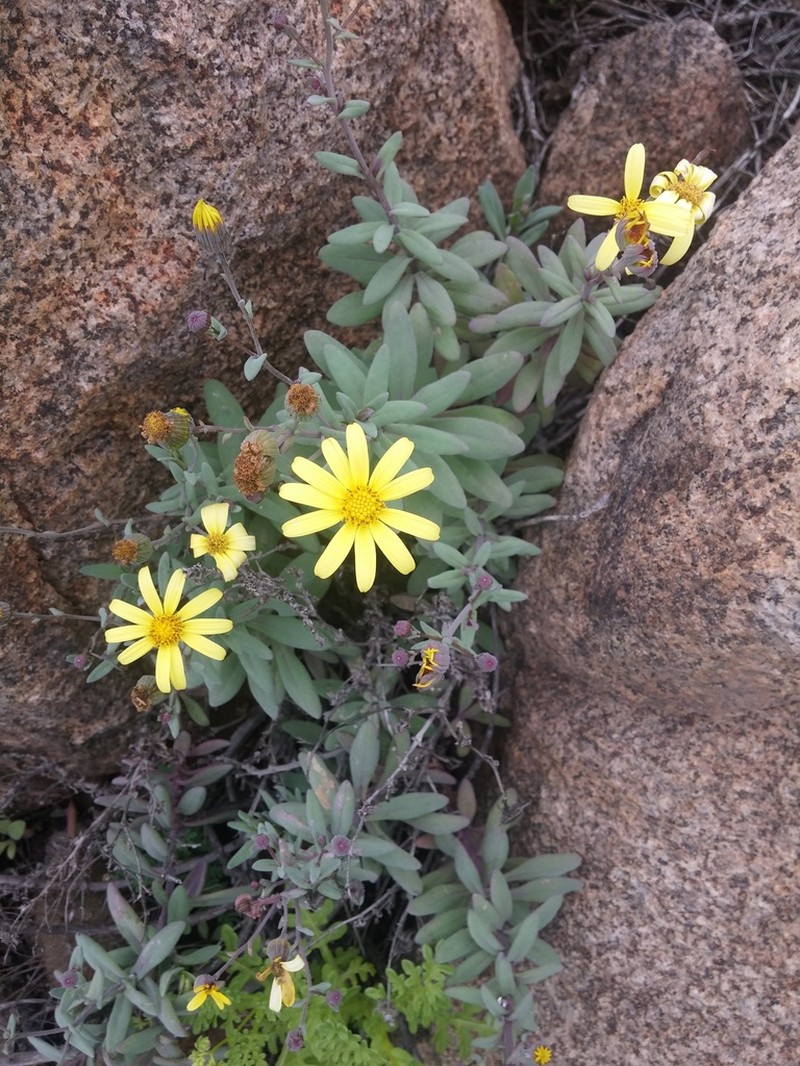 Senecio smithianus photo 2