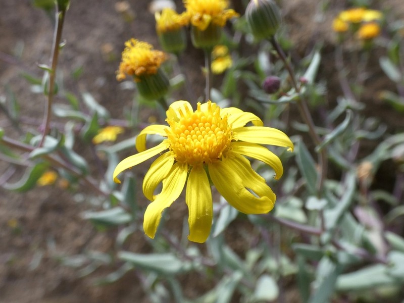 Senecio smithianus photo 3
