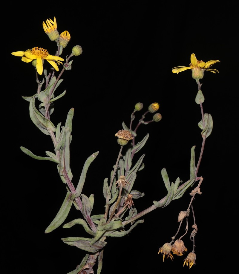 Senecio smithianus photo 4