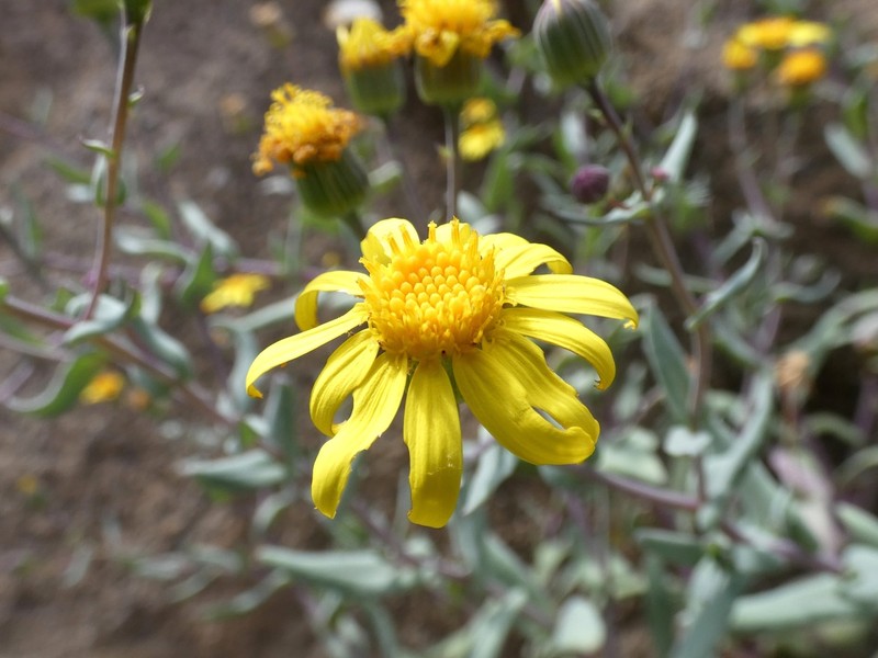 Senecio smithianus photo 5