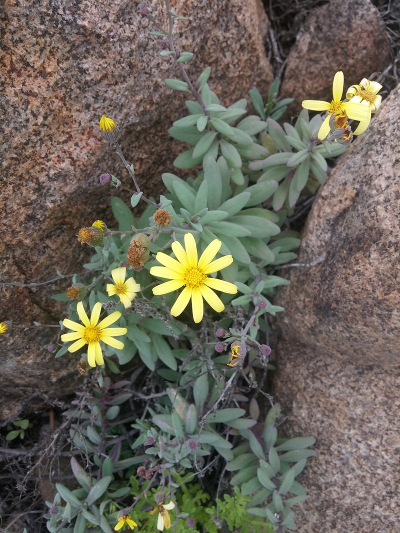 Senecio smithianus