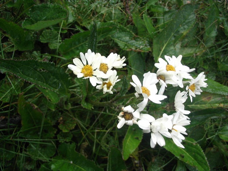 Senecio smithii