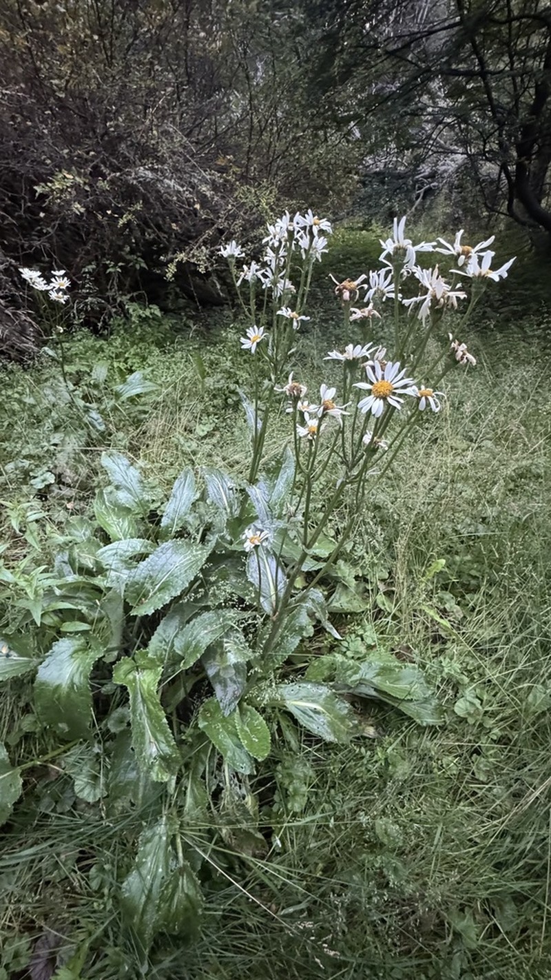 Senecio smithii photo 2