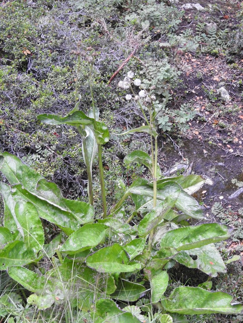 Senecio smithii photo 4