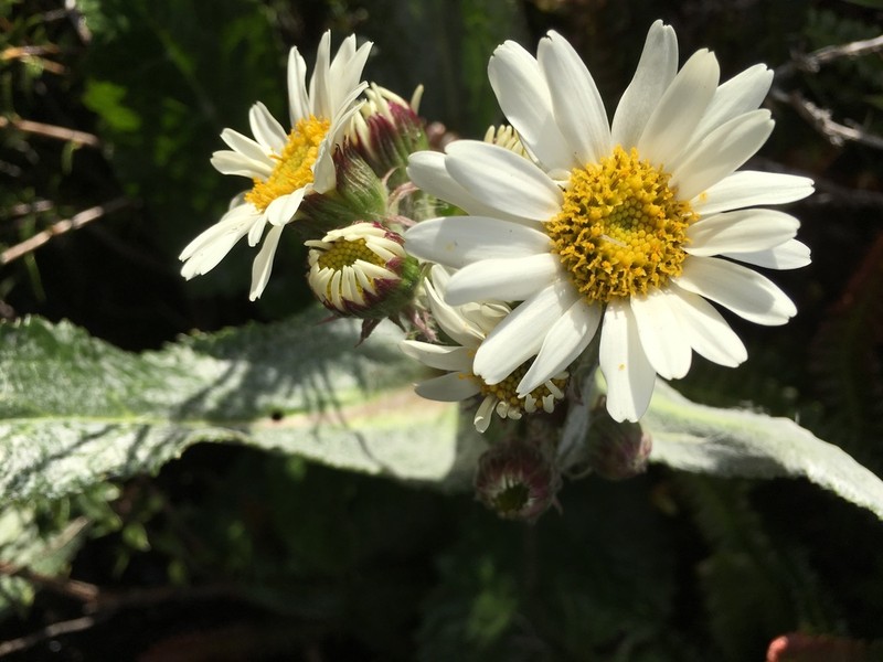Senecio smithii photo 5
