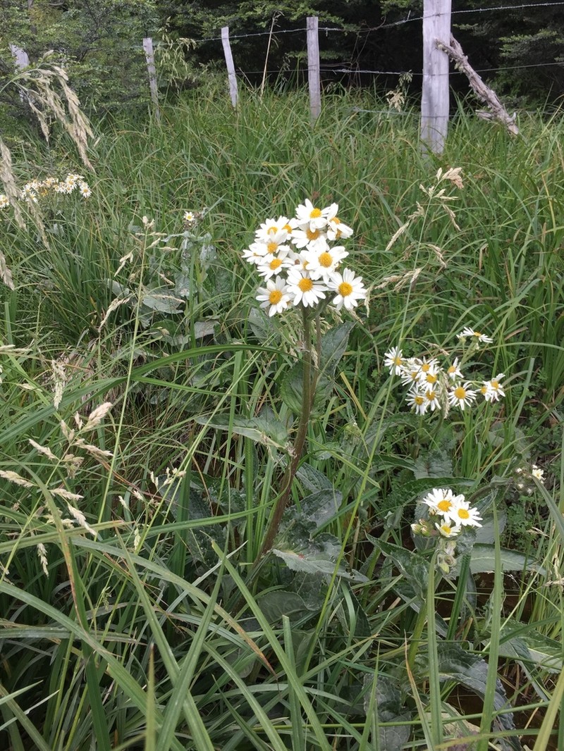 Senecio smithii photo 6