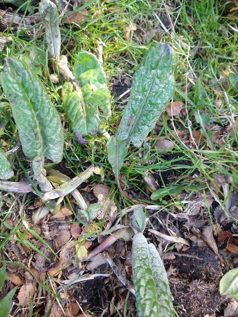 Senecio smithii photo 7