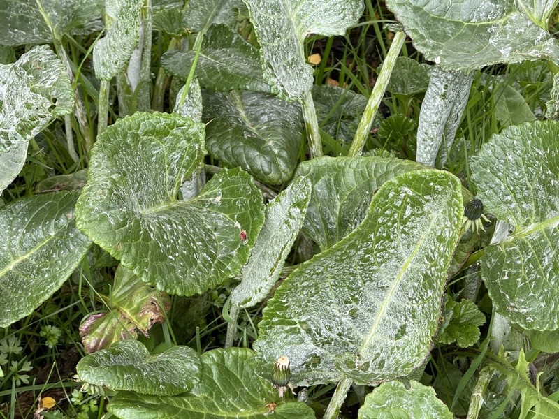 Senecio smithii photo 8
