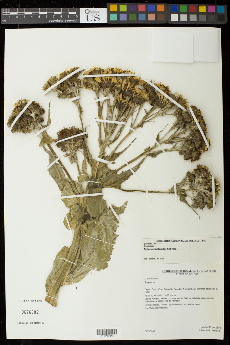Senecio smithioides photo 3