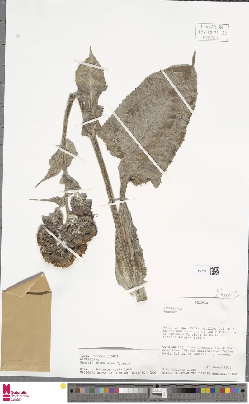 Senecio smithioides photo 4