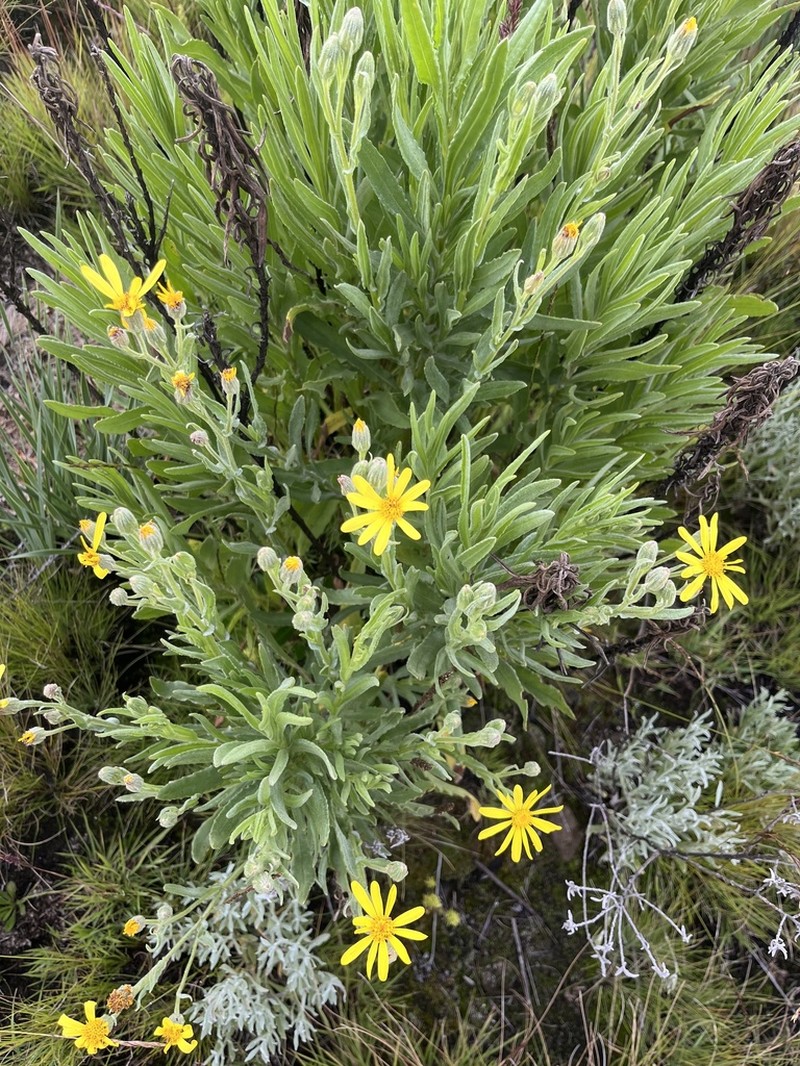Senecio snowdenii