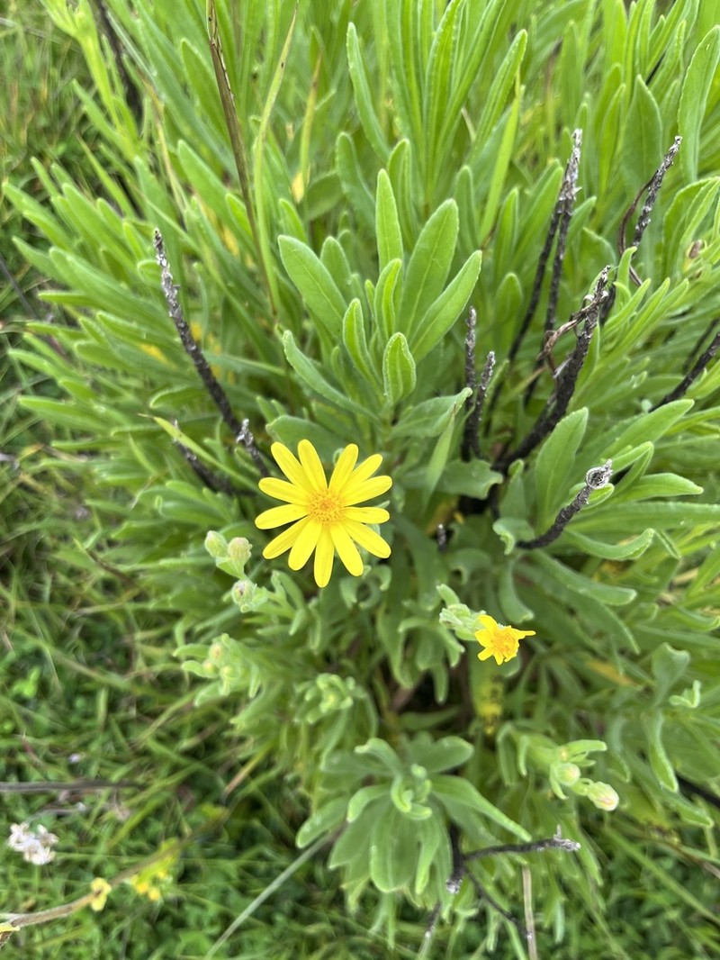 Senecio snowdenii photo 3
