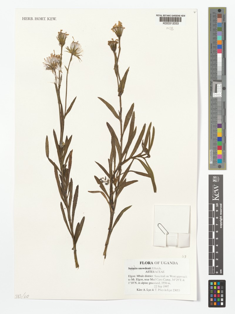 Senecio snowdenii photo 8