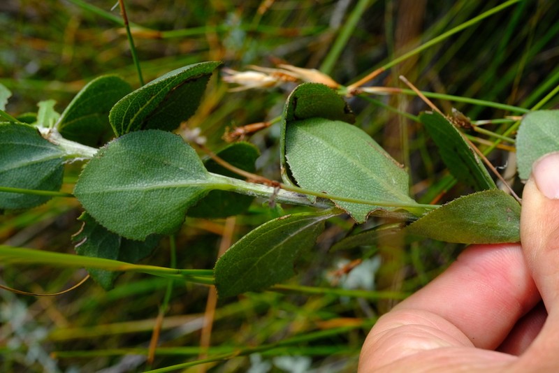 Senecio sociorum