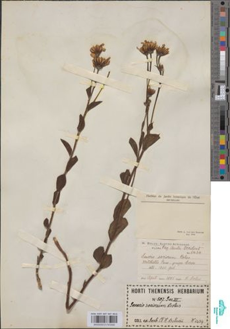 Senecio sociorum photo 2