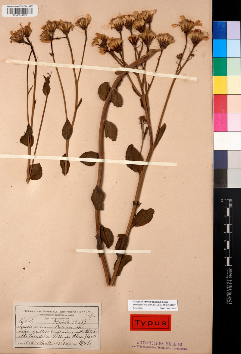 Senecio sociorum photo 3