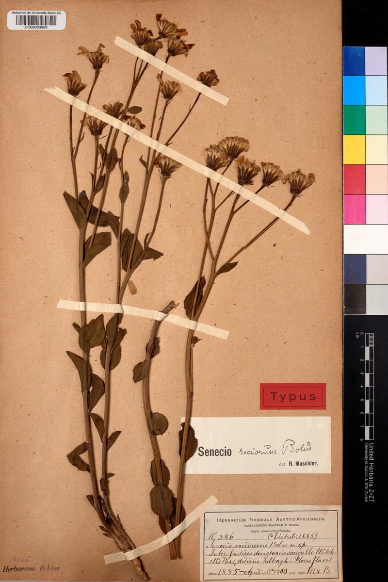 Senecio sociorum photo 4