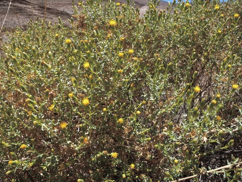 Senecio socompae