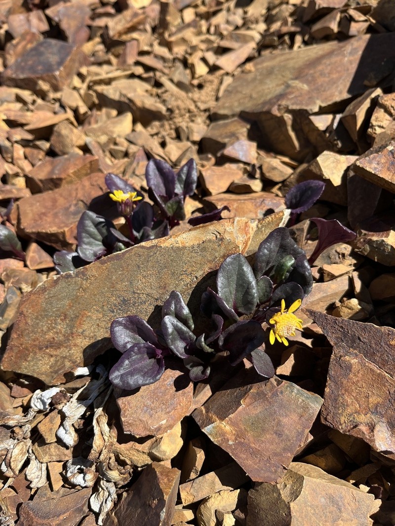 Colorado Ragwort photo 2