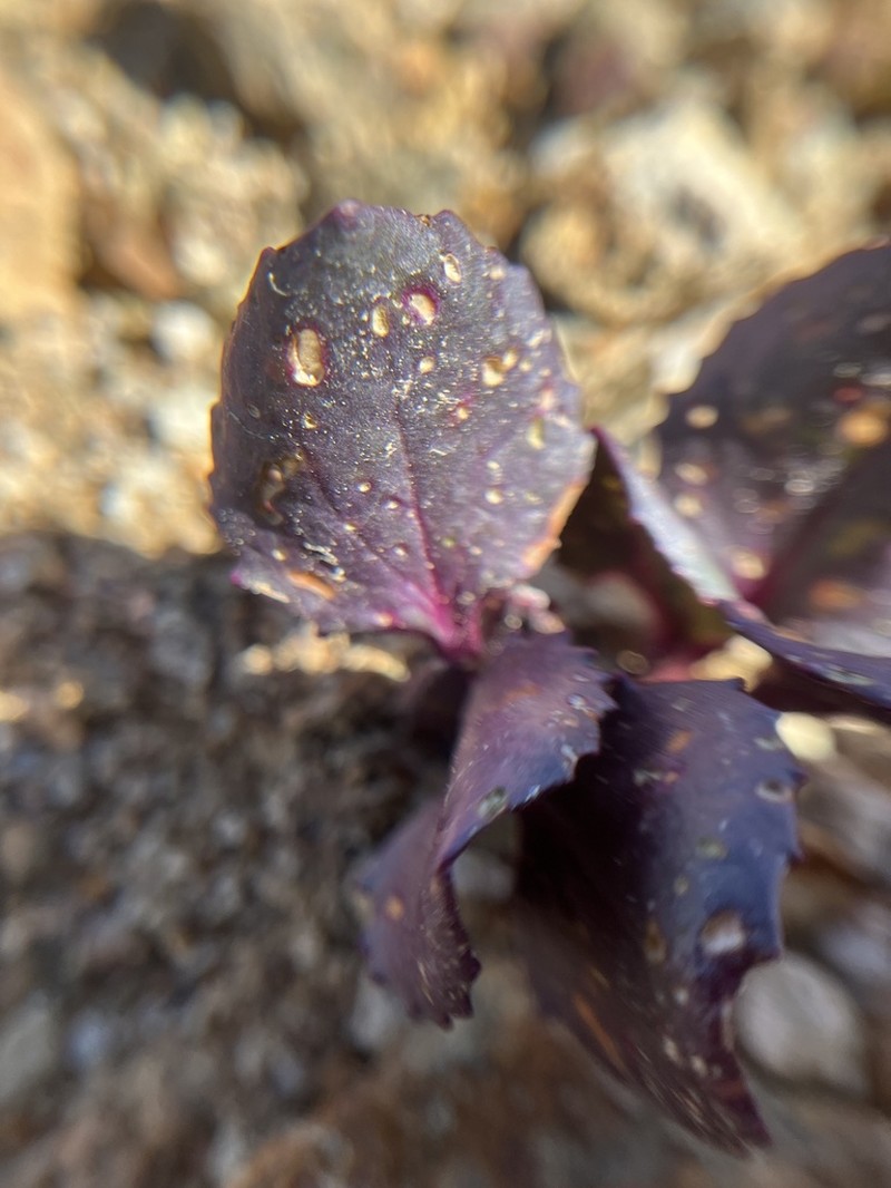 Colorado Ragwort photo 3