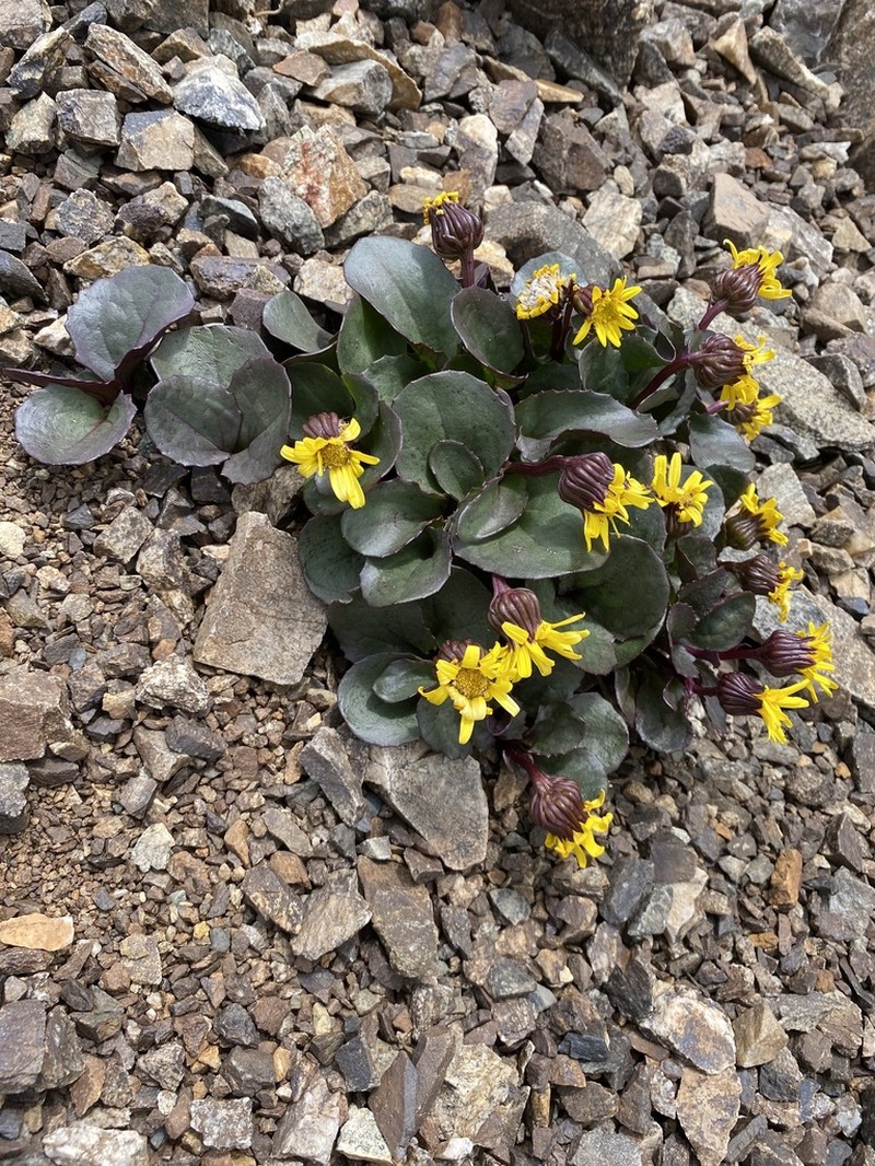 Colorado Ragwort photo 4