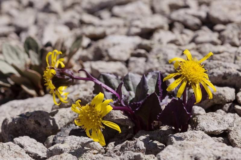 Colorado Ragwort photo 2