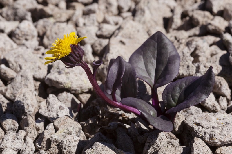 Colorado Ragwort photo 3