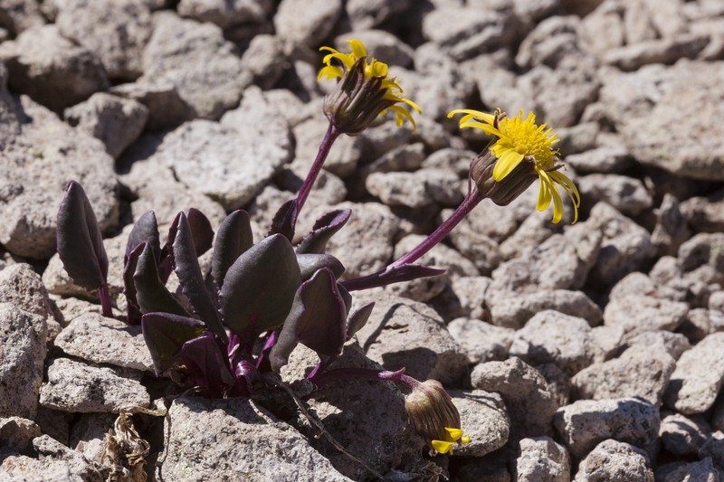 Colorado Ragwort photo 4