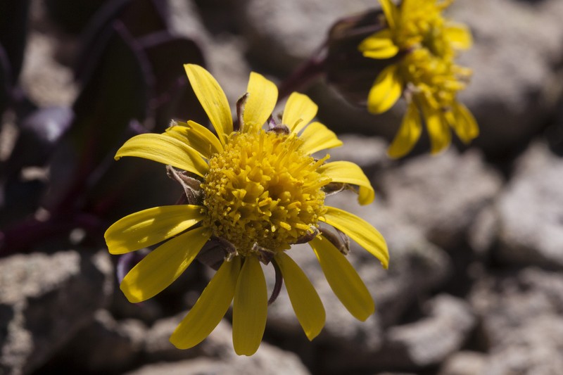 Colorado Ragwort photo 5