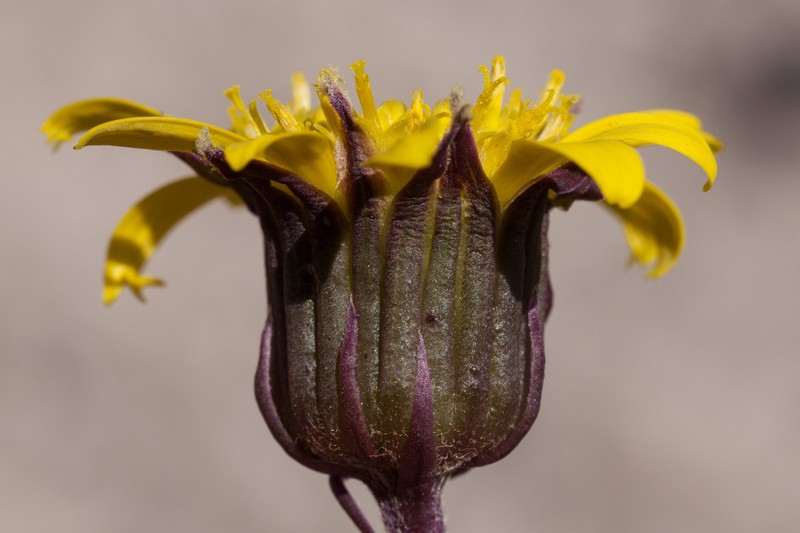 Colorado Ragwort