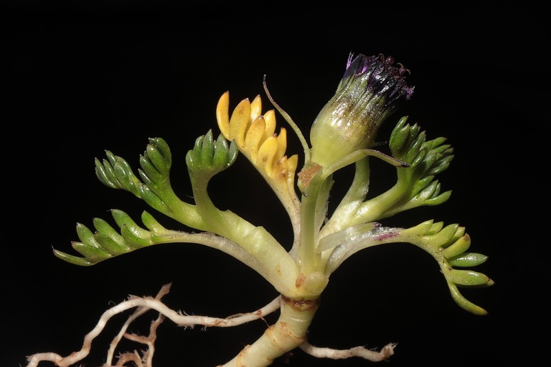Senecio solivifolius