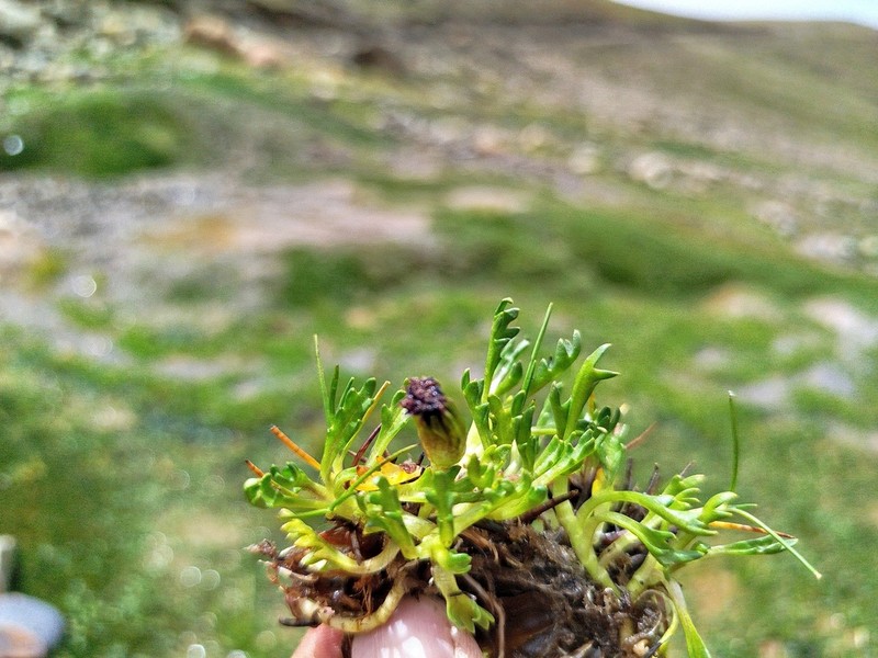 Senecio solivifolius photo 3