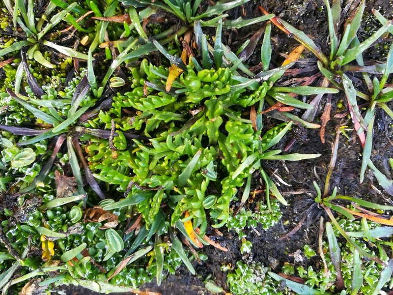 Senecio solivifolius photo 4