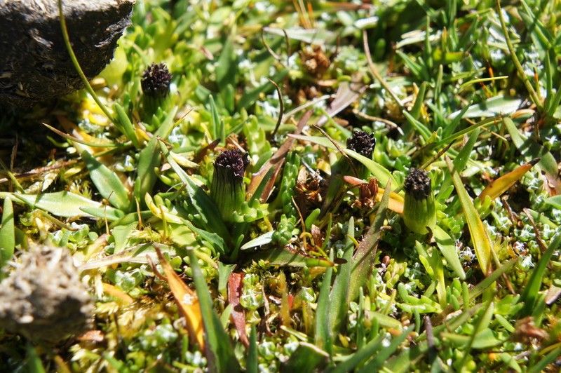 Senecio solivifolius photo 6