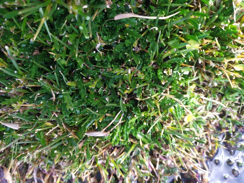 Senecio solivifolius photo 8