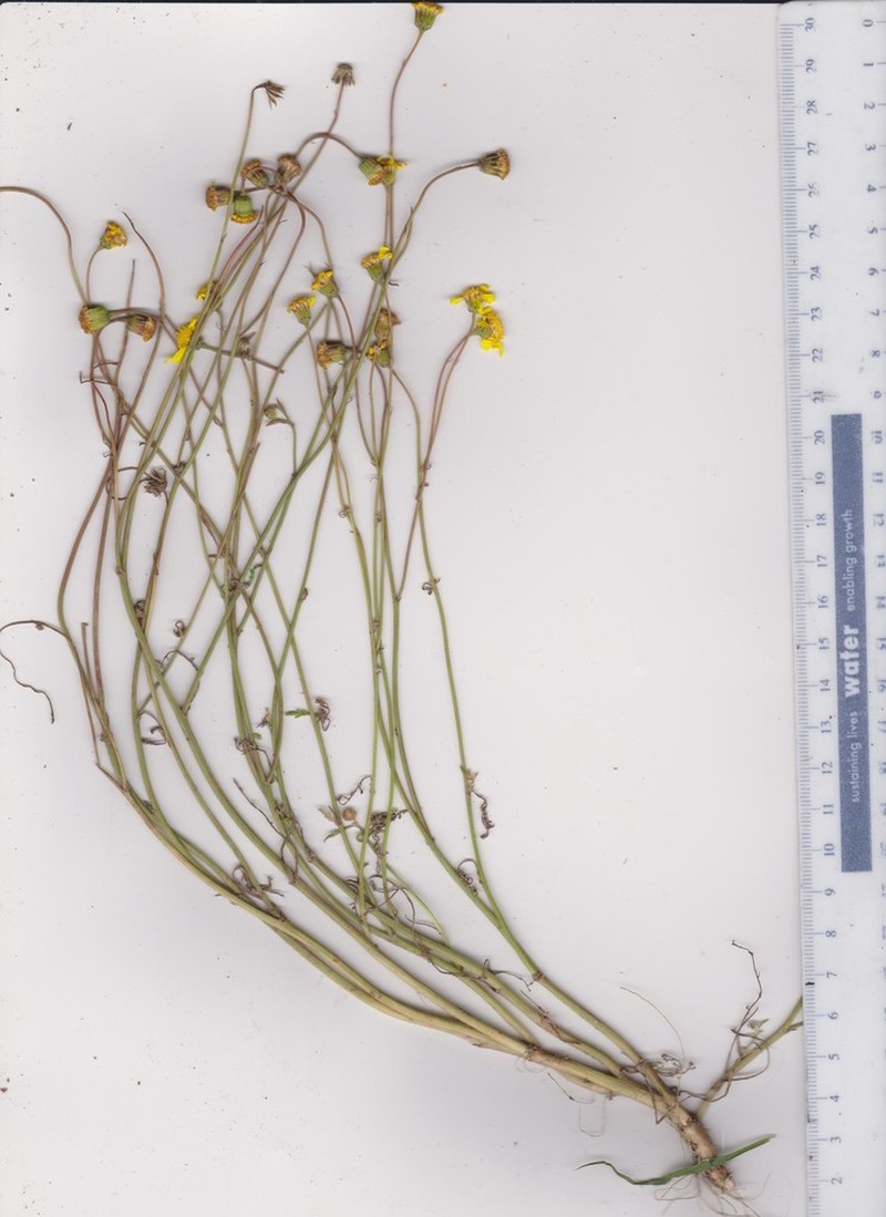 Senecio sophioides