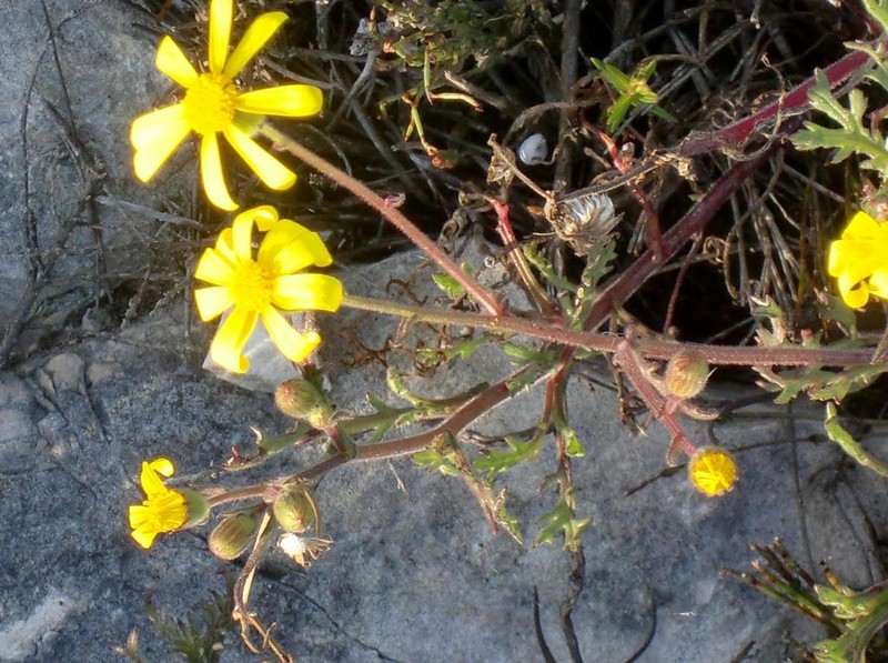 Senecio sophioides photo 2