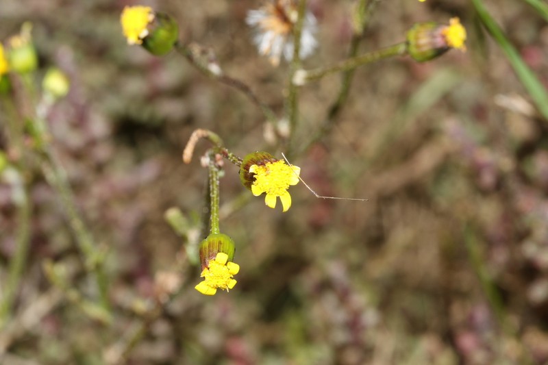 Senecio sophioides photo 3