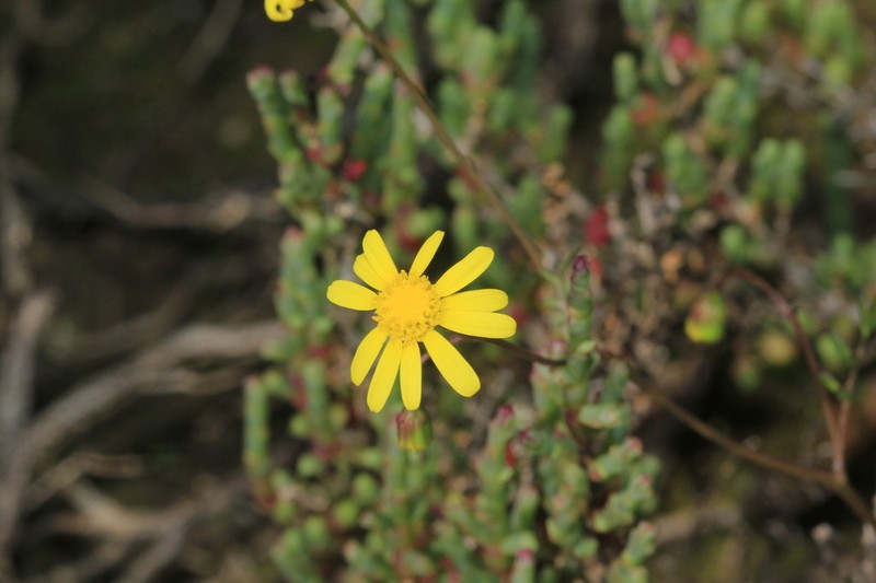 Senecio sophioides photo 4