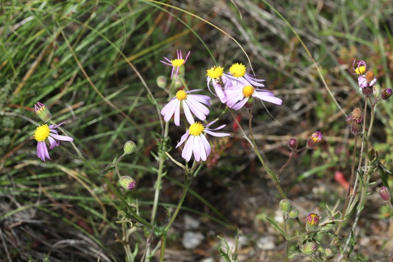 Senecio sophioides photo 5