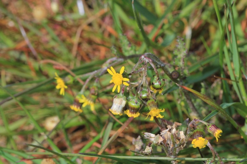 Senecio sophioides photo 6