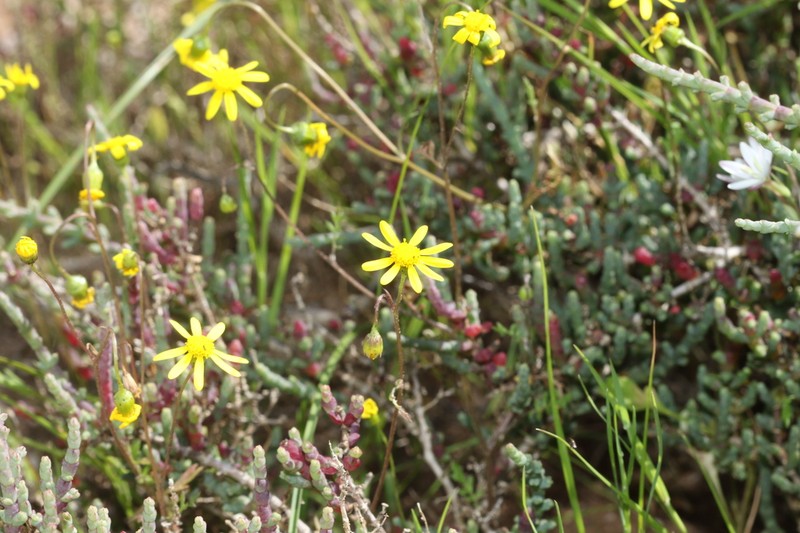 Senecio sophioides photo 7
