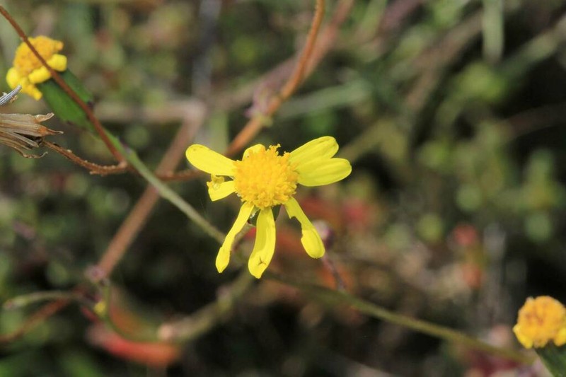 Senecio sophioides photo 8