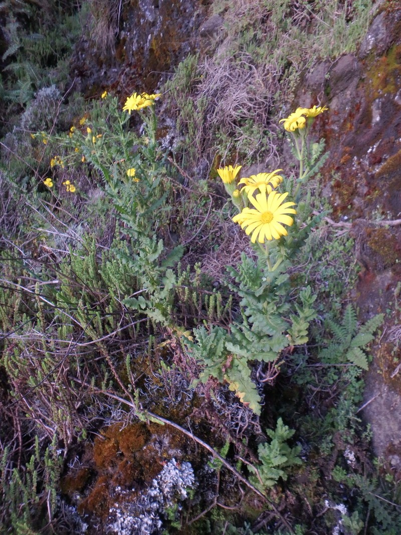 Senecio sotikensis photo 3