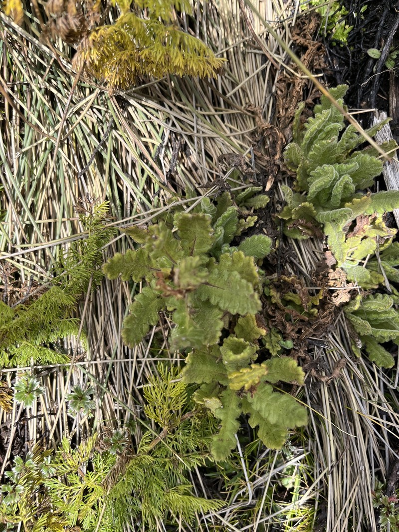 Senecio sotikensis photo 4