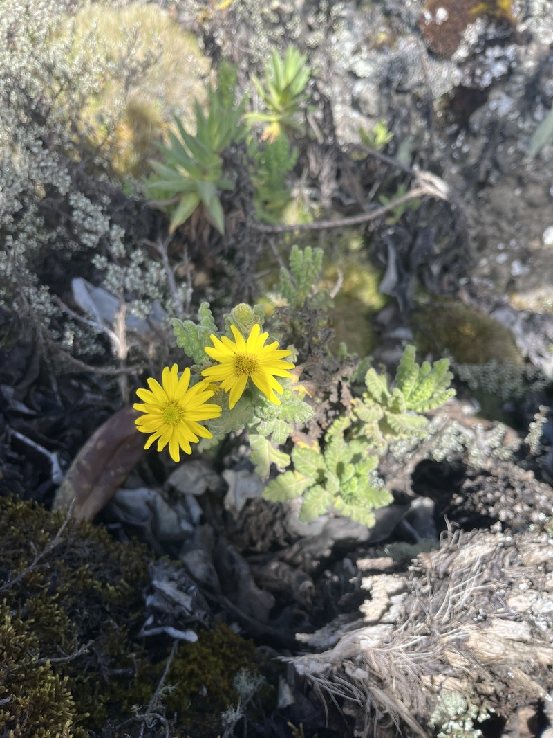 Senecio sotikensis photo 5