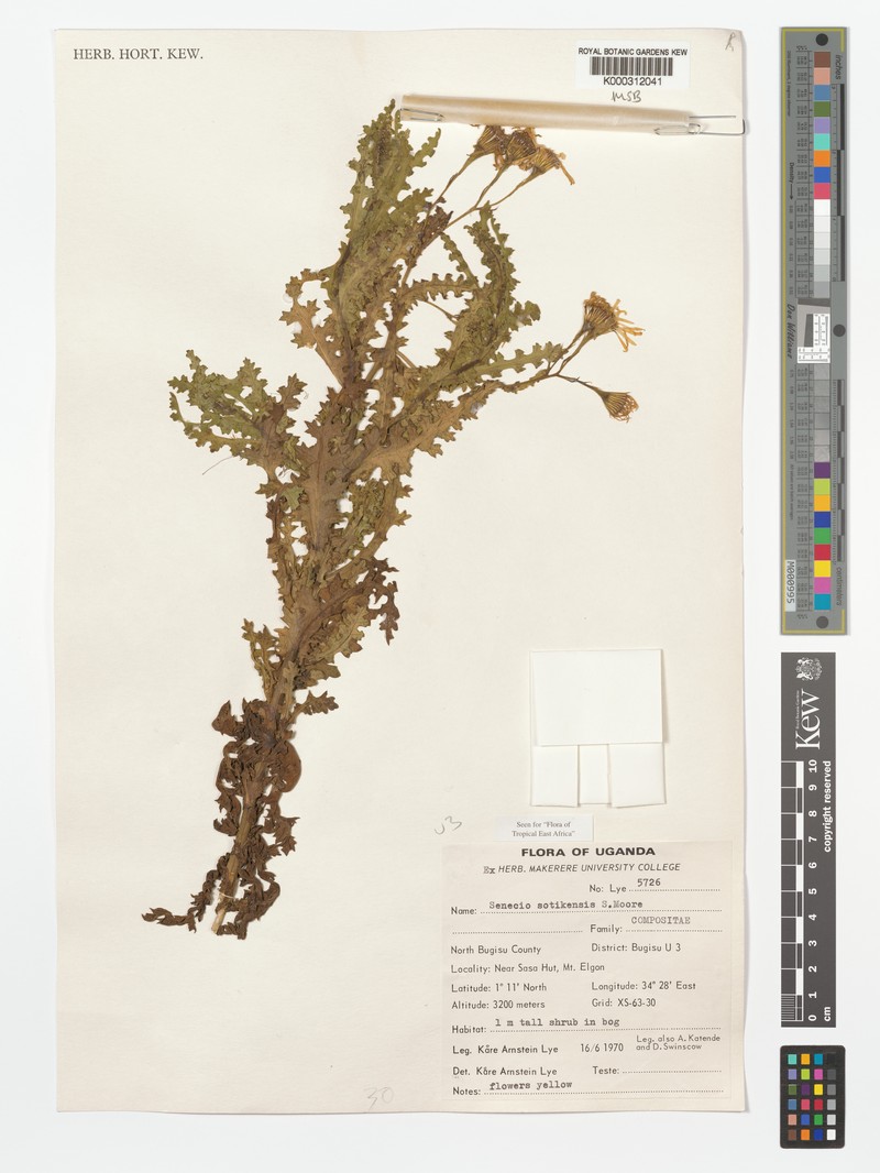 Senecio sotikensis photo 7