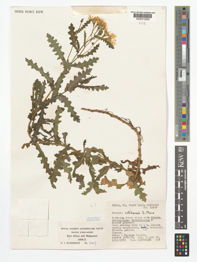 Senecio sotikensis photo 8